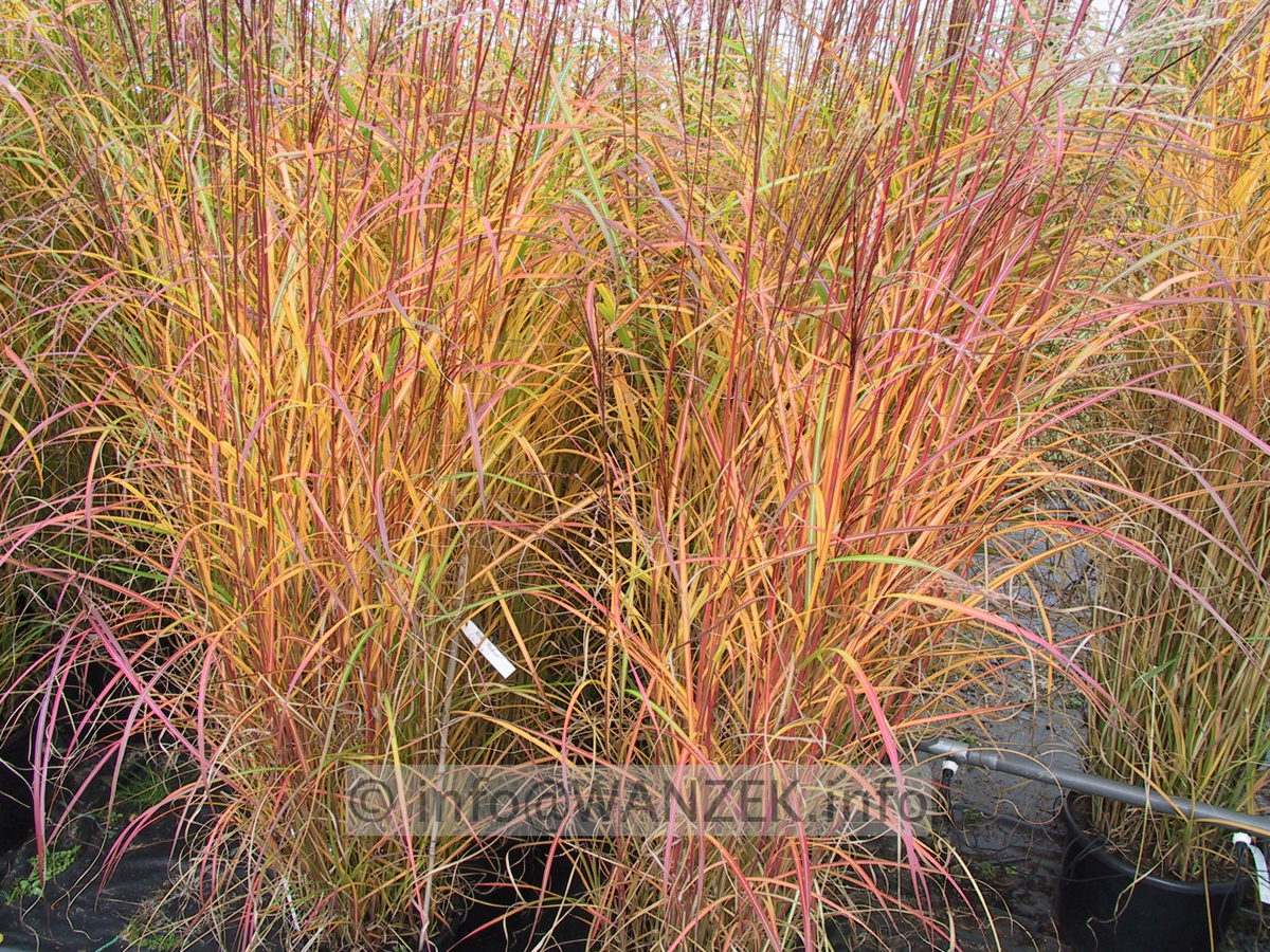 Miscanthus sinensis Sirene 02.JPG